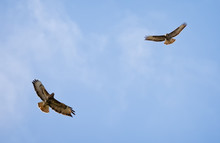 Close Up Of Pair Of Common Buzzards Circling In The Sky In Search Of Prey