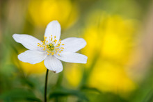 Close Up Of Single Wood Anemone Against Yellow Background Of Wild Primroses.