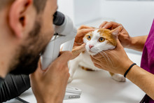 Veterinarian Examining Cat's Eye In Clinic