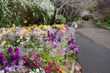 Canvas Print - Spring flowers blooming on garden flowerbed. Springtime floral background