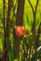 Poster - red poppy in a garden