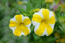 Yellow And White Hybrid Calibrachoa
