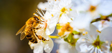 Close-up Photo Of A Honey Bee Gathering Nectar And Spreading Pollen On White Flowers Of White Cherry Tree.