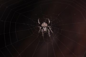 Close up macro shot spider (garden orb weaving spider) climbs on the web.