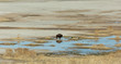 Solitary Bison at Water