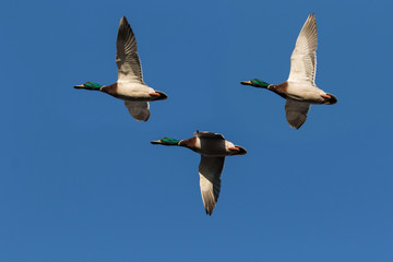 Mallard ducks in spring