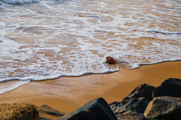 Coconut washed from the beach