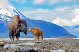 Fototapeta Dziecięca - Wood Bison & Calf at the Alaska Wildlife Conservation Center - Portage, Alaska