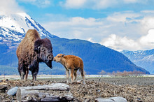 Wood Bison & Calf At The Alaska Wildlife Conservation Center - Portage, Alaska