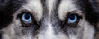 Closeup of dog blue eyes