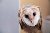 Fototapeta Zwierzęta - Barn owls (family Tytonidae) are one of the two families of owls, the other being the true owls or typical owls, Strigidae.
