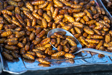 Pupa, silkworm fried food, fried insect larvae snack as exotic in Thailand. Thai cuisine in street food market