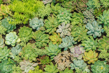 Closeup view of succulent plant. Natural background