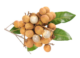 Canvas Print -  longan