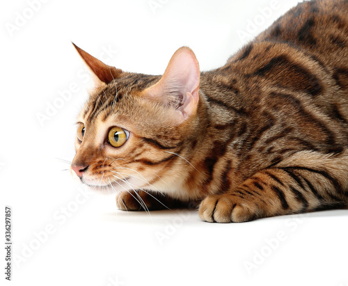 猫 アドビストックのデザイン かべいろ Com おしゃれ壁紙リフォーム貼り替え インクジェット壁紙のかべいろ Com