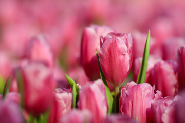 Wall Mural - Beautiful tulip flowers with blured background in the garden. Pink tulip flowers.