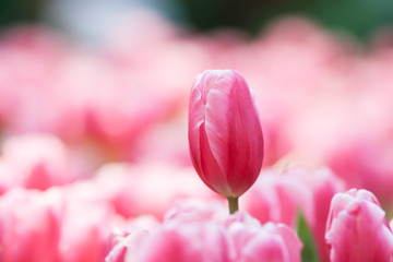 Wall Mural - Beautiful tulip flowers with blured background in the garden. Pink tulip flowers.