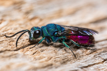 ruby tailed wasp