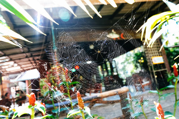 Large spider web Between 2 trees That a spider made to trap the flying insects for food.
