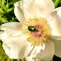 Green beetle on an iris flower in the garden