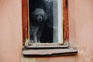 Wall Mural - Dog in the window in the old district of the city.