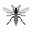 Insect wasp icon. Black wasp vector illustration on a white background. 