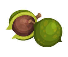 Whole Macadamia Nut With Green Shell Vector Illustration
