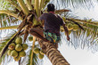 Man Climbing Cocos branch harvester harvests coconut palm tree trunk. Ceylon Coconut plantation Industry. Coconut trees in Sri Lanka