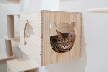 Sticker - Bengal cat sitting in the wall hanging wooden box for pet climbing activity