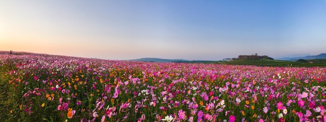 Cosmos flower field