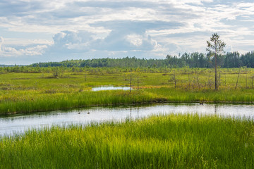 Summer landscape with swamp river and forest. Swamp landscape.