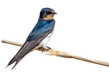 Image Of Barn Swallow Bird (Hirundo Rustica) Isolated On White Background. Bird. Animal.