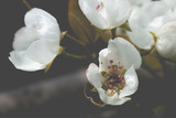 Fototapeta Kwiaty - Beautiful white flowers and on pear tree on spring morning