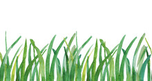 Hand Drawn Watercolor Grass Isolated On White Background. Seamless Pattern.