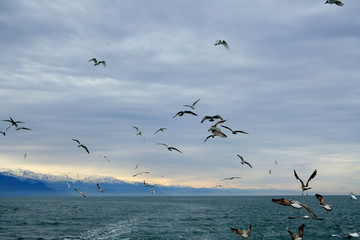 Different types of seagulls in the sky. Birds fly behind a fishing boat. Animals catch small fish. Black Sea. Spring, day, overcast.
