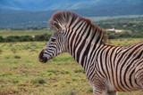 Fototapeta Konie - Neugeborenes Zebra im Addo Elephant Nationalpark