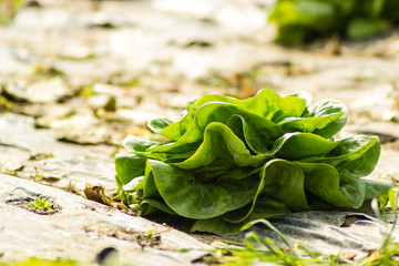 Grow salad in greenhouse pure eco frendly agriculture 