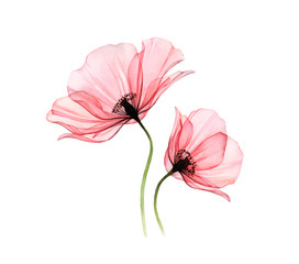 watercolor poppy artwork. transparent big and small flowers isolated on white. hand painted illustra