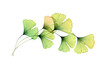 © Katerina Kolberg - Watercolor foliage arch. Ginkgo tree branch. Round design element. Transparent green leaves isolated on white. Realistic and botanical illustration