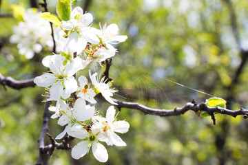 on spring blooming flowers a spider weaved a web