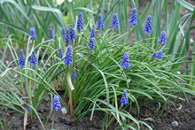 Blue Flowers Of Armenian Grape Hyacinths In April