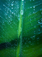  Leaves Of  Lush Green Banana Tree With Water Droplets
