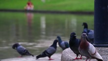 A Flock Of Pigeons At Park. Pigeons Often Cause Significant Pollution And Deseases With Their Droppings.