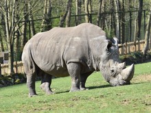 Close Up Of White Rhinoceros Nibbling On Grass In A Zoo. Horizontal View With Blurred Background