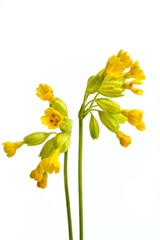 Sticker - Vertical shot of two branches of yellow cowslip flowers with a white background