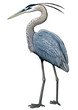 Grey heron illustration, drawing, colorful doodle vector