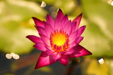 Sticker - lotus flower in the pond