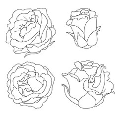 Wall Mural - vector rose flower clip art coloring book page