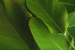 © f3bri - banana like leaf texture. calathea luthea cigar calathea. dark green leaves palm background.