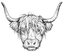 Realistic Sketch Of Scottish Highland Cow, Black And White Drawing, Isolated On White